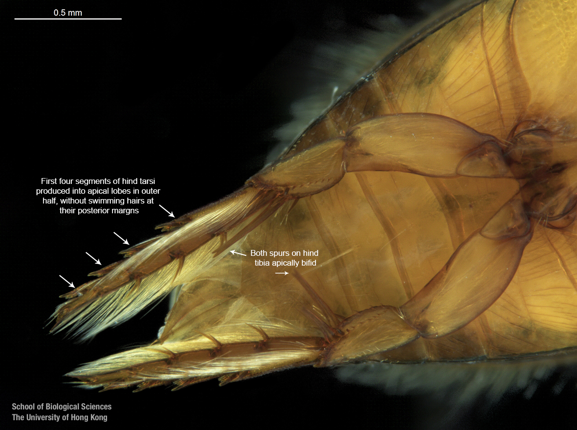 Left hind tarsi (ventral view)